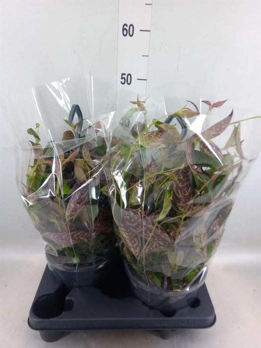 <h4>Aeschynanthus marmoratus</h4>