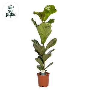 Ficus Lyrata p21 (Air so Pure)