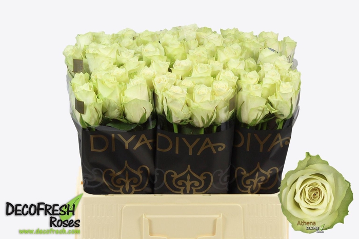 <h4>R Gr Athena</h4>