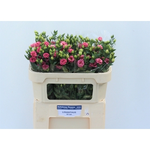 EUS G DOUBLINI ROSE