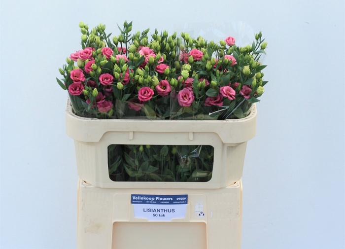 <h4>EUS G DOUBLINI ROSE</h4>