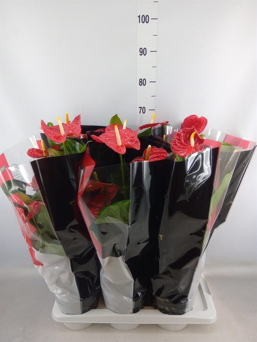 <h4>Anthurium andr. 'Madural'</h4>