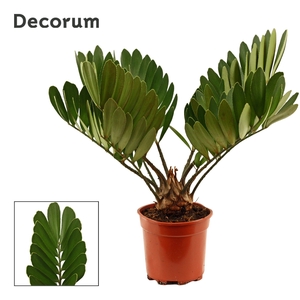 Zamia furfuracea 17 cm (Decorum)