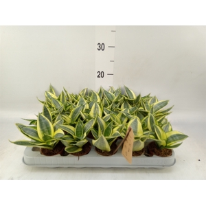 Sansevieria trifa. 'Golden Hahnii'