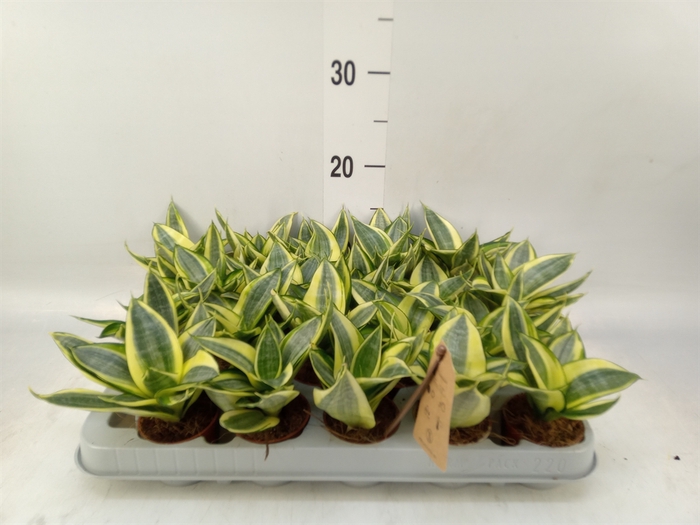 <h4>Sansevieria trifa. 'Golden Hahnii'</h4>