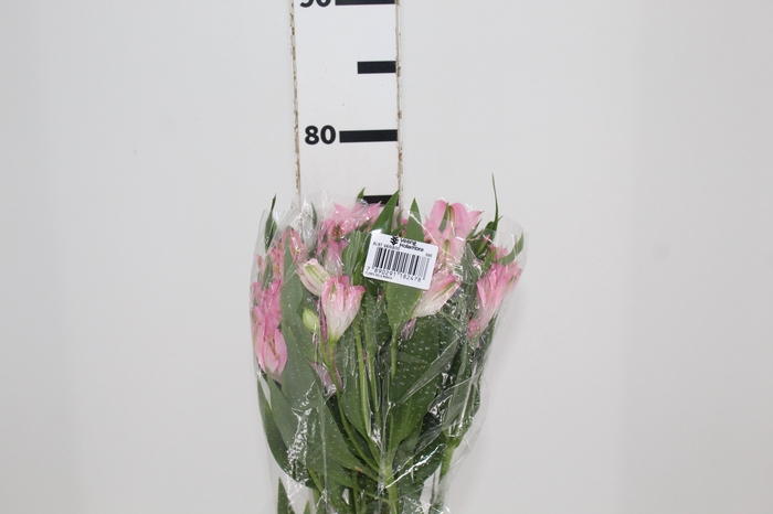 <h4>ALSTROEMERIA DUBAI 080 CM</h4>