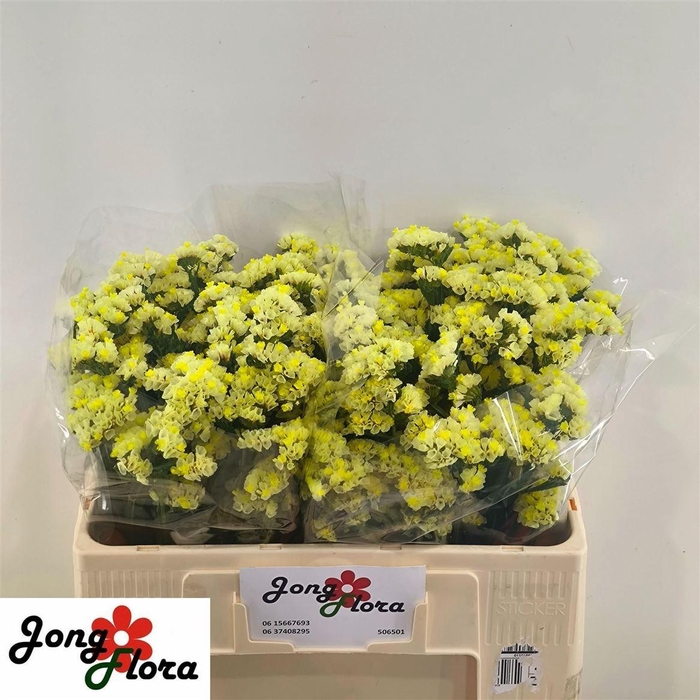 <h4>Lim S Glossy Wings</h4>