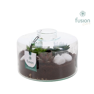 Green Bottle Kyra Medium met Succulenten