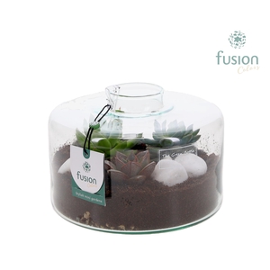 Green Bottle Kyra Medium met Succulenten