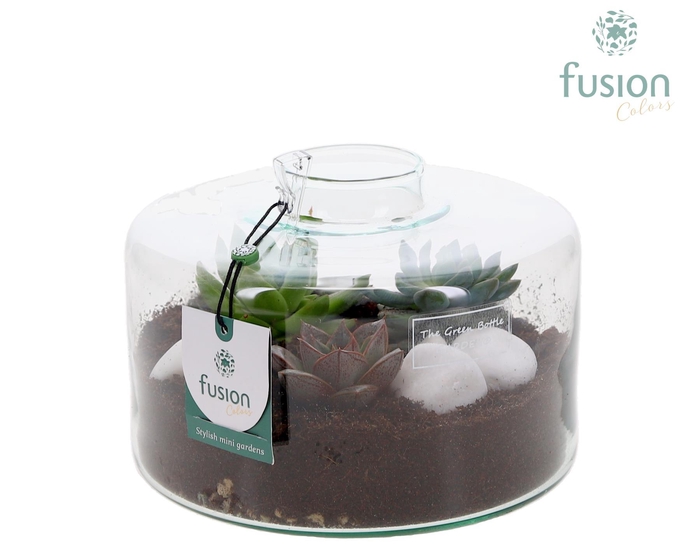 <h4>Green Bottle Kyra Medium met Succulenten</h4>