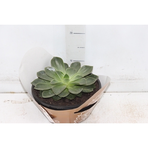 ECHEVERIA C21