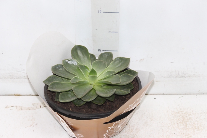 <h4>ECHEVERIA C21</h4>