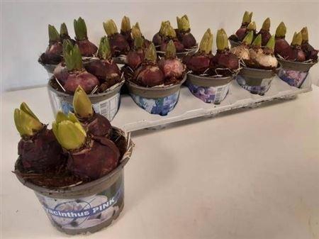 ** Hyacin Gem 3 Kl 3pp Winter Promo *