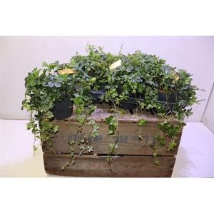 arr8 Parthenocissus Inser