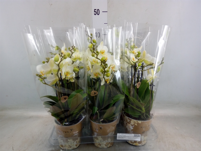 <h4>Phalaenopsis multi. 'Ant Lausanne'</h4>