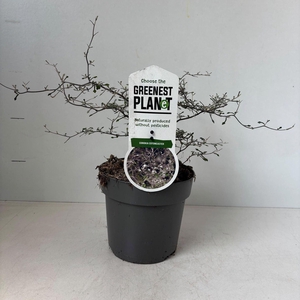 Heesters Corokia Maori