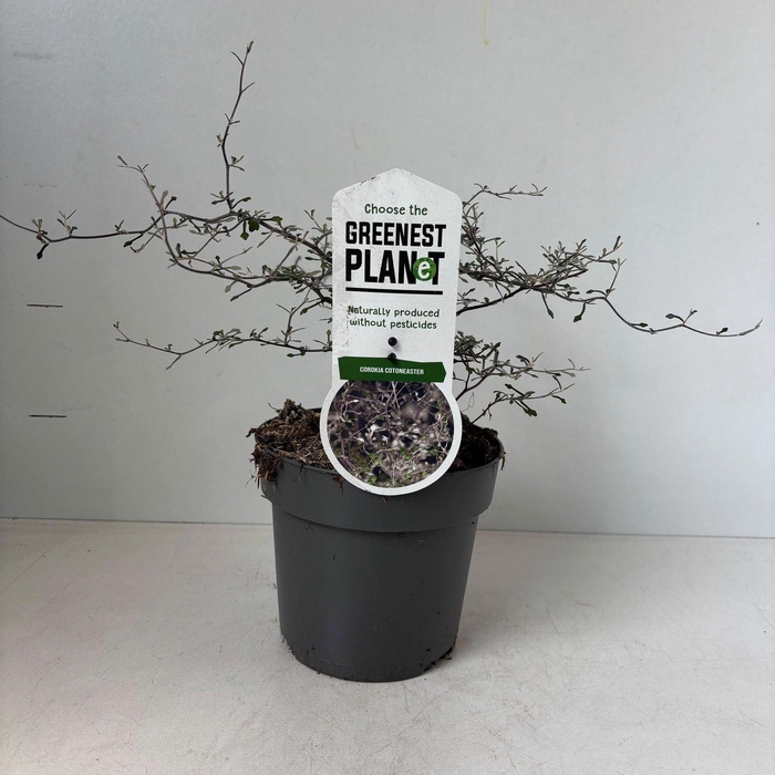 <h4>Heesters Corokia Maori</h4>