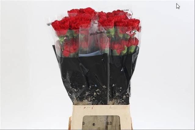 <h4>DI ST DON PEDRO</h4>