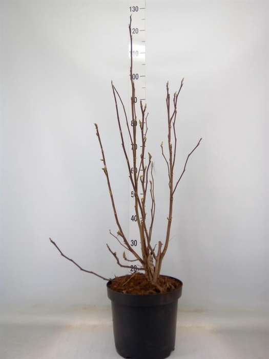 <h4>Magnolia  'Susan'</h4>