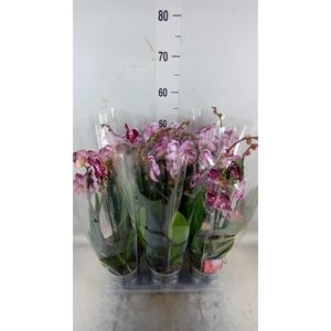 Phalaenopsis  'Elegant Cascade'