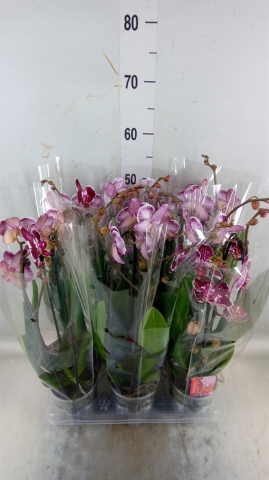 <h4>Phalaenopsis 'Elegant Cascade'</h4>