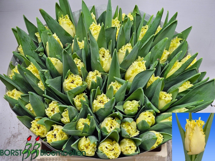 <h4>TU FR REBELLIOUS YEL</h4>