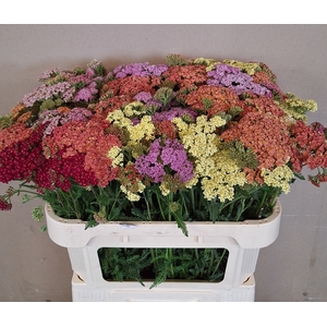 Achillea Mixed In Bunch MTS Kwinten