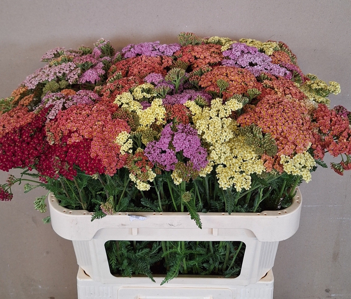 <h4>Achillea Mixed In Bunch MTS Kwinten</h4>