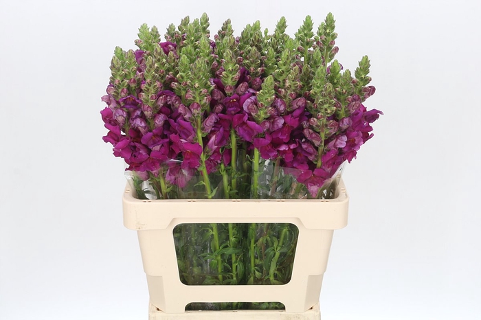 <h4>Antirrhinum Potomac Purple</h4>