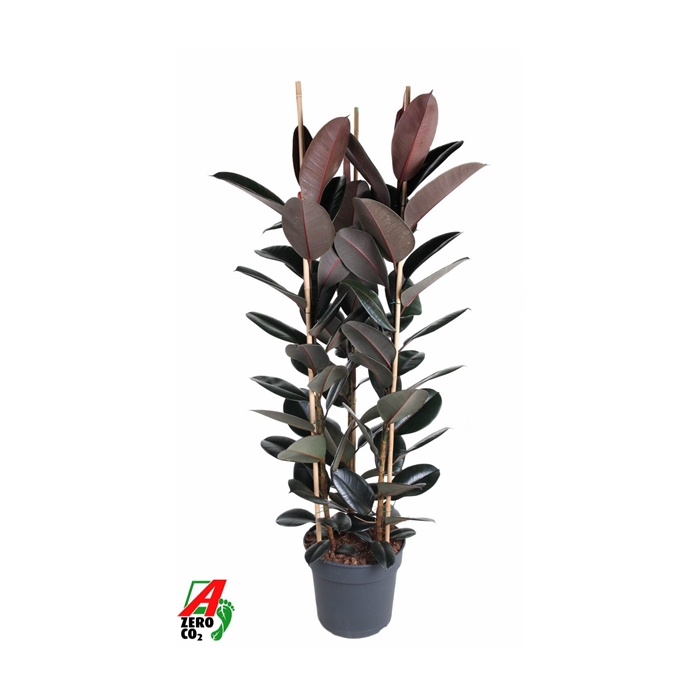 <h4>Ficus Elastica Abidjan 3PP P40 (NO GAP)</h4>