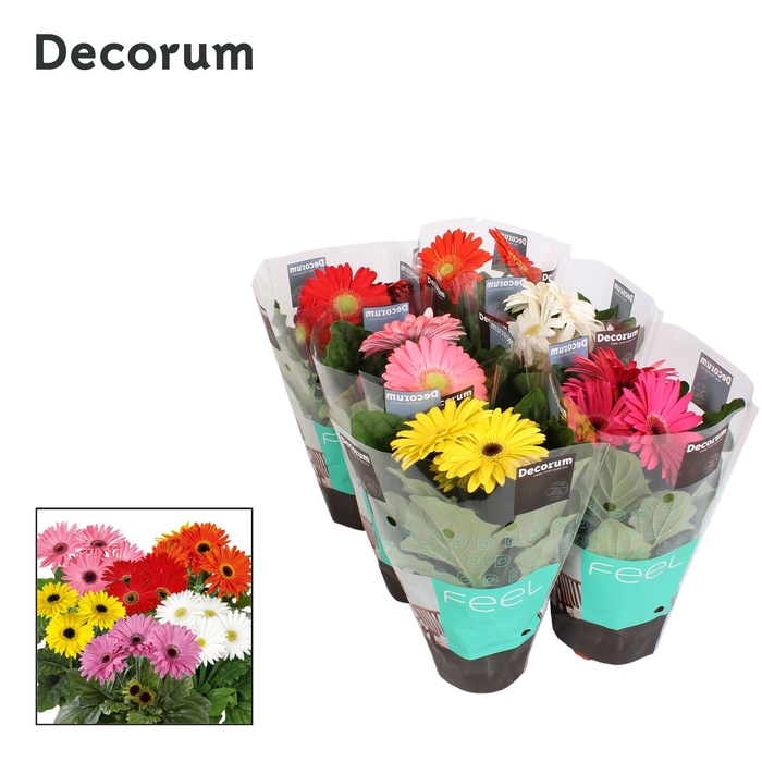 Gerbera 2+ bl. hoes Decorum