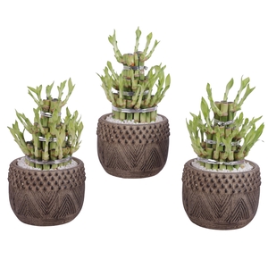 Lucky Bamboo Shape Round 3B Ø16cm Ceramic EV665