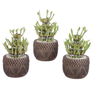 Lucky Bamboo Shape Round 3B Ø16cm Ceramic EV665