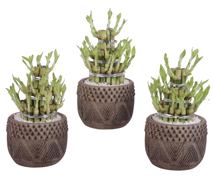 <h4>Lucky Bamboo Shape Round 3B Ø16cm Ceramic EV665</h4>