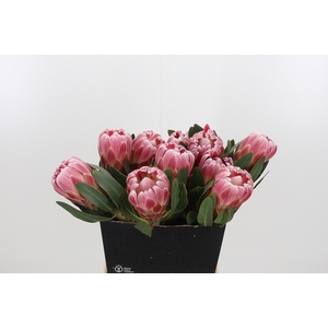 Protea Carnival
