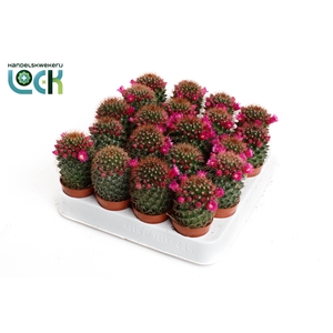 Mammillaria backebergiana subsp. ernestii met bloem