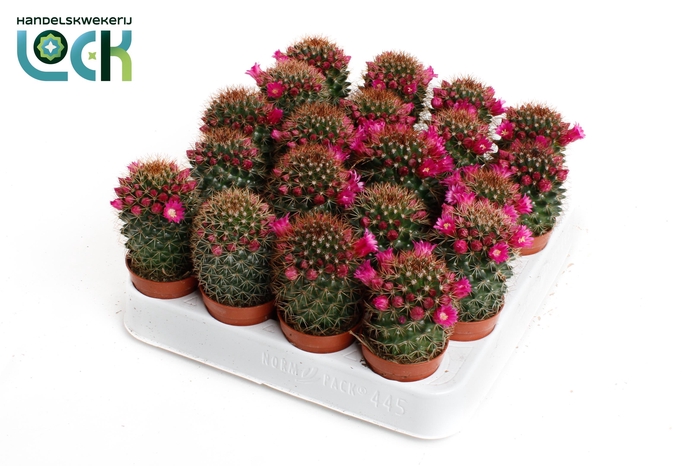 <h4>Mammillaria backebergiana subsp. ernestii met bloem</h4>
