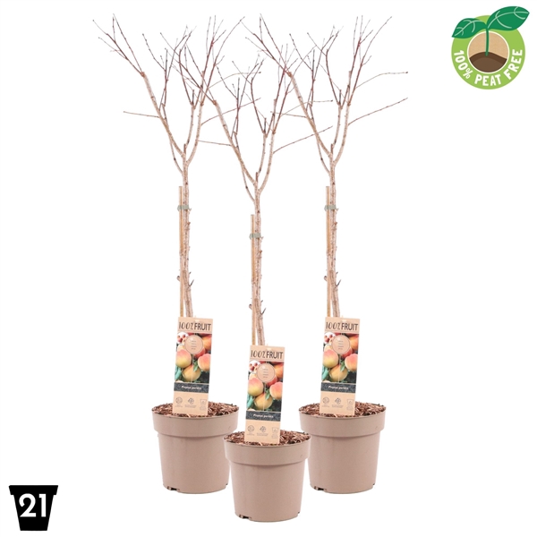 <h4>Prunus persica Patiobomen ?Perzik' 100% Fruit, P21</h4>