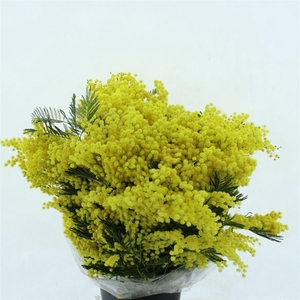 Mimosa Mirandol Super 500gr Bs