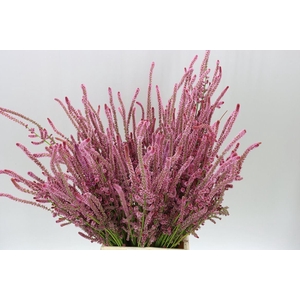 Psylliostach S P Bs Pink