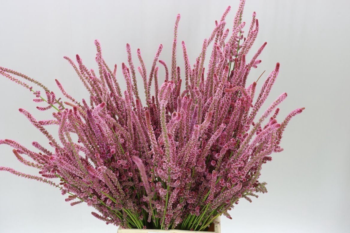 <h4>Psylliostach S P Bs Pink</h4>