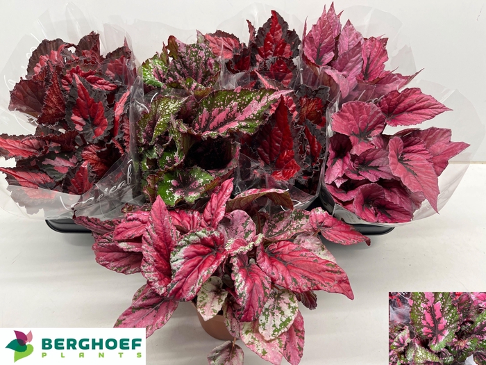 <h4>BEG BEL GEM</h4>