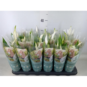 Spathiphyllum  'Pearl Cupido'