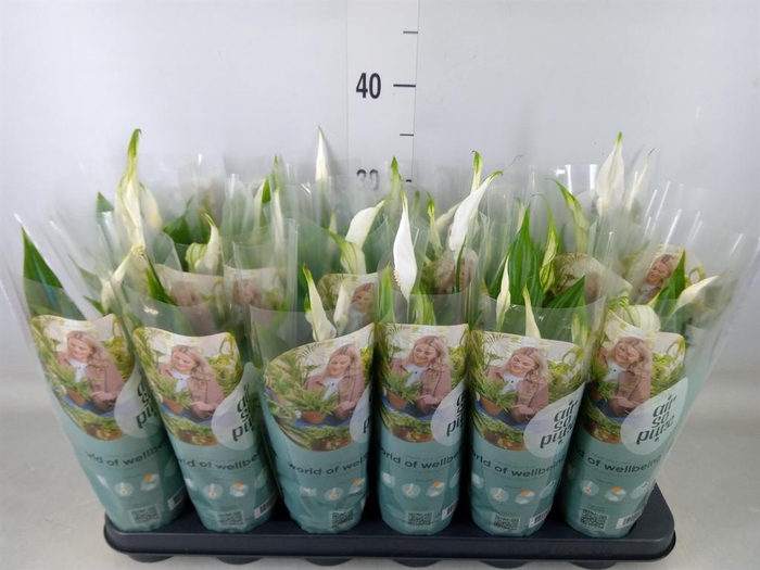 <h4>Spathiphyllum  'Pearl Cupido'</h4>