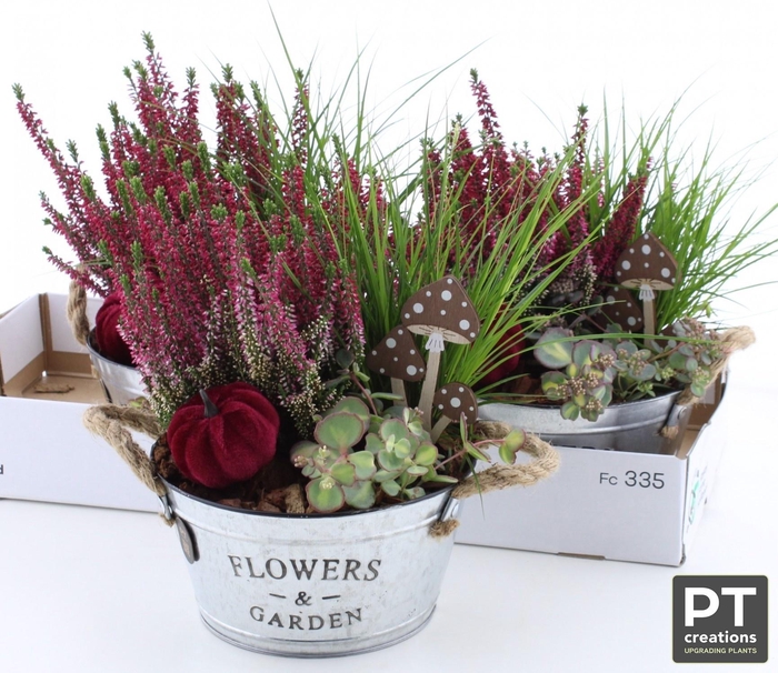 <h4>ARR TUINPLANTEN</h4>