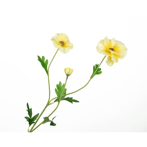 Ranunculus Butterfly Yellow