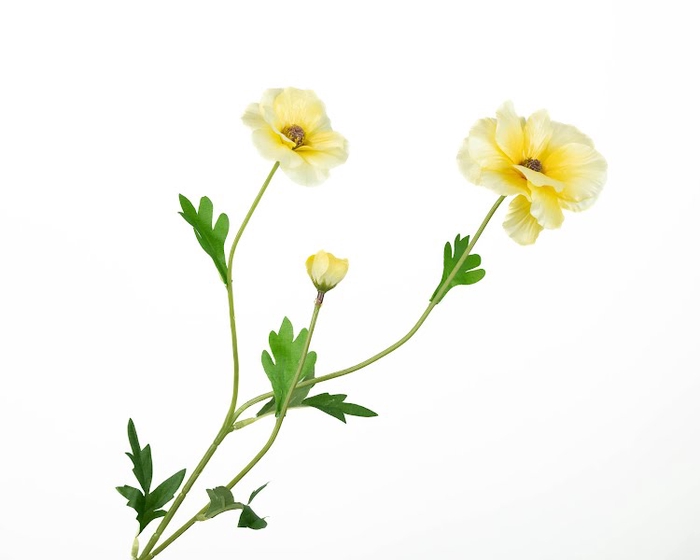 <h4>Ranunculus Butterfly Yellow</h4>