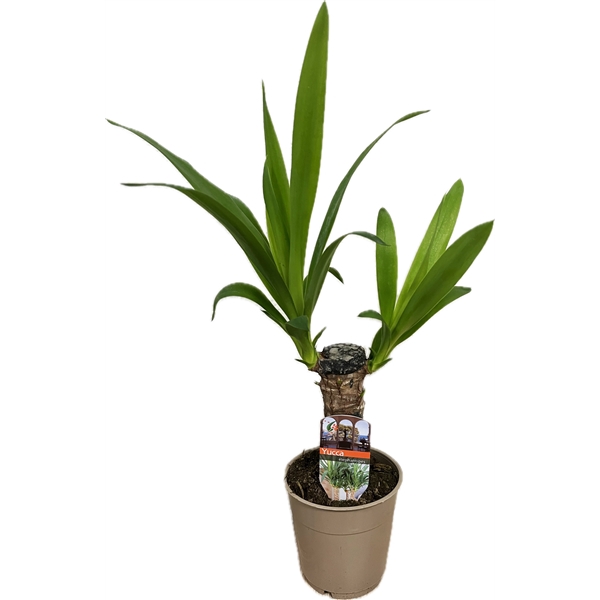 <h4>Yucca elephantipes 25cm 1 kop</h4>