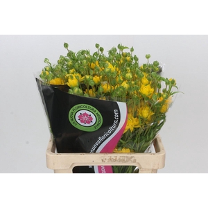 Ranunculus Moderna Proxima