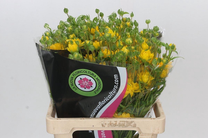 <h4>Ranunculus Moderna Proxima</h4>